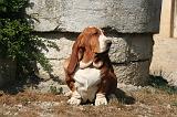 BASSET HOUND 182